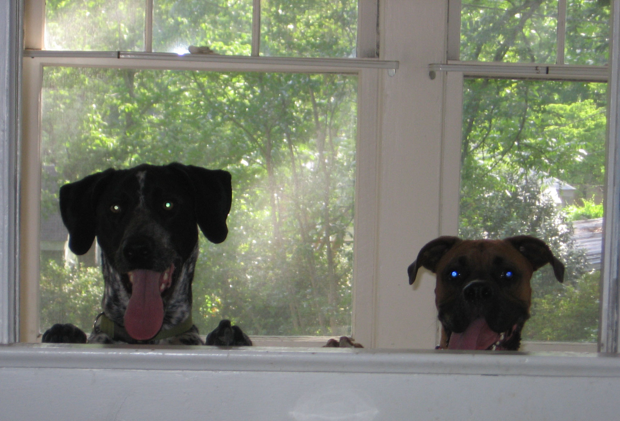 Bruno and Harper