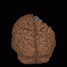 Creating a rotating rendered brain